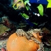 anemonefish_pink_lk_v_0705_png1184.jpg